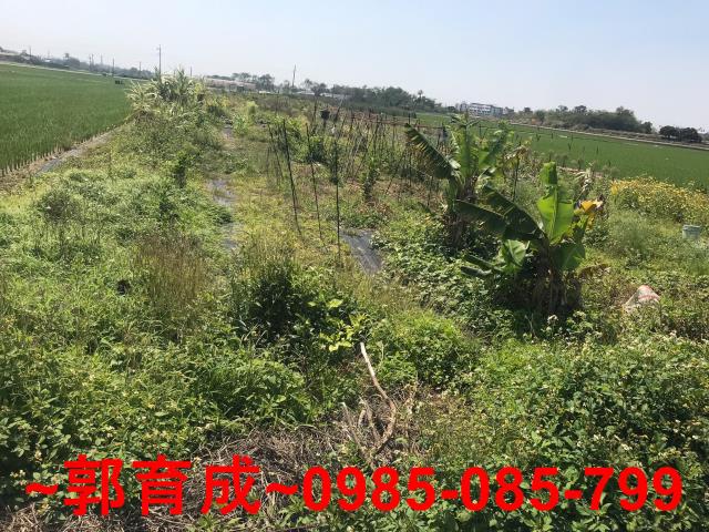水上農地-2