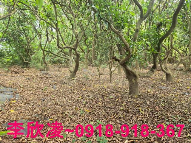 嘉義六腳農地-7