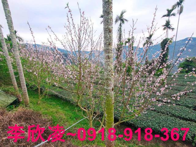 梅山農地-14