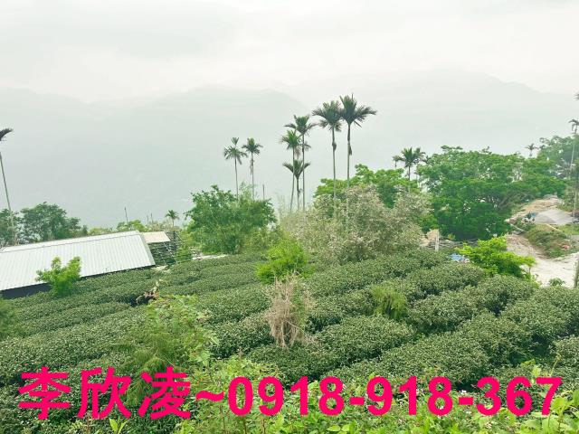 梅山農地-3