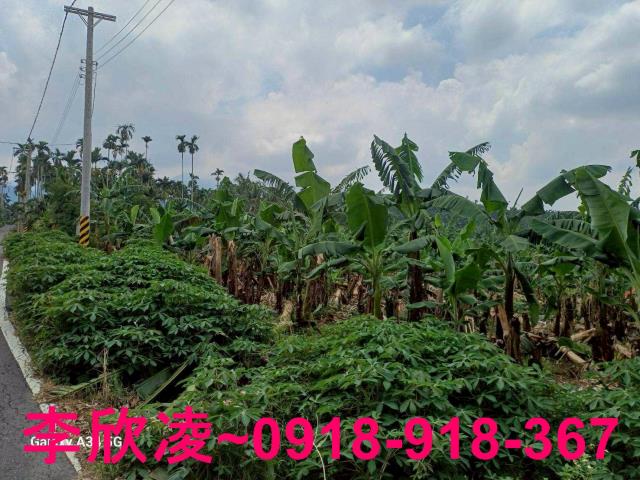 中埔農地-9