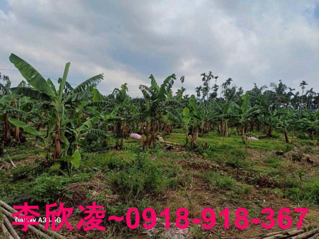 中埔農地-3