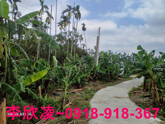 中埔農地-6
